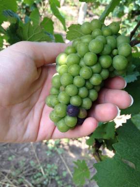 verasion